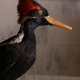 A stuffed male ivory-billed woodpecker, on exhibit in Albany.